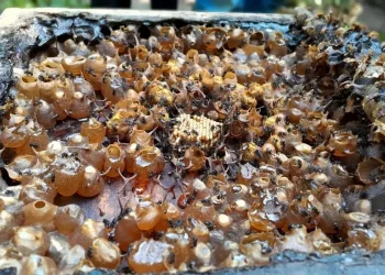 BRIN, UGM Discover Probiotic Bacteria in Stingless Bee Honey With Potential Anti-Cancer Benefits