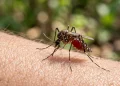 Climate Change Fuels Surge in Malaria Cases Across Southern Africa