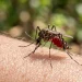 Climate Change Fuels Surge in Malaria Cases Across Southern Africa