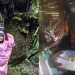 Missing Malaysian Hiker Survives 14 Days in Jungle Drinking Pitcher Plant Water