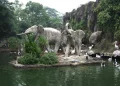 Child Falls Into Elephant Enclosure at Ragunan Zoo, Parents Allegedly Negligent