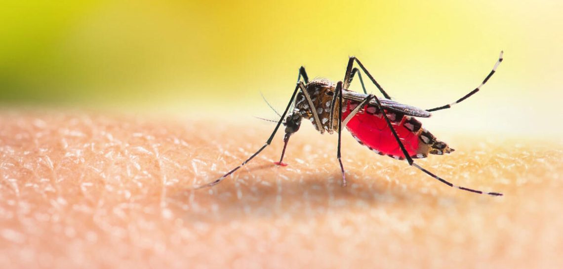 Why Mosquitoes Seem Worse During the Dry Season