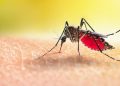 Why Mosquitoes Seem Worse During the Dry Season