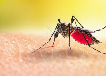 Why Mosquitoes Seem Worse During the Dry Season