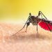 Why Mosquitoes Seem Worse During the Dry Season