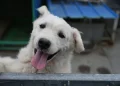 Swiss City Orders Dog Owners to Clean Up Their Pets' Urine