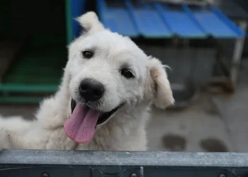 Swiss City Orders Dog Owners to Clean Up Their Pets' Urine