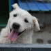 Swiss City Orders Dog Owners to Clean Up Their Pets' Urine