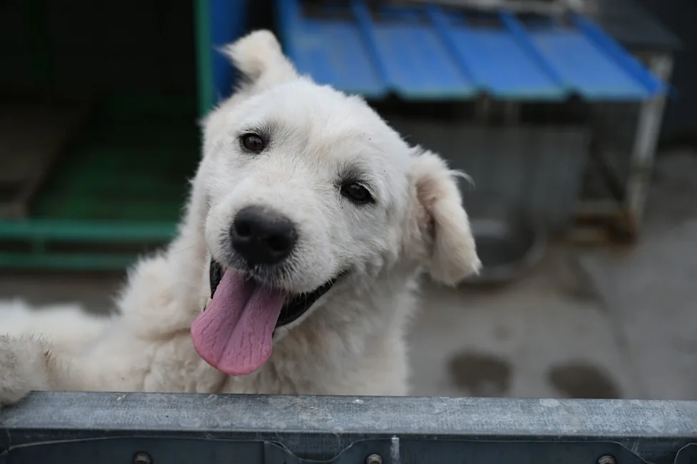 Swiss City Orders Dog Owners to Clean Up Their Pets' Urine