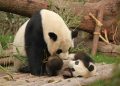 What Is Panda Parenting? The Gentle Approach That Builds Independent Children