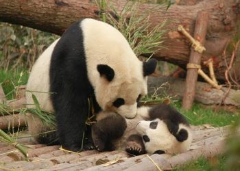 What Is Panda Parenting? The Gentle Approach That Builds Independent Children