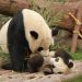 What Is Panda Parenting? The Gentle Approach That Builds Independent Children