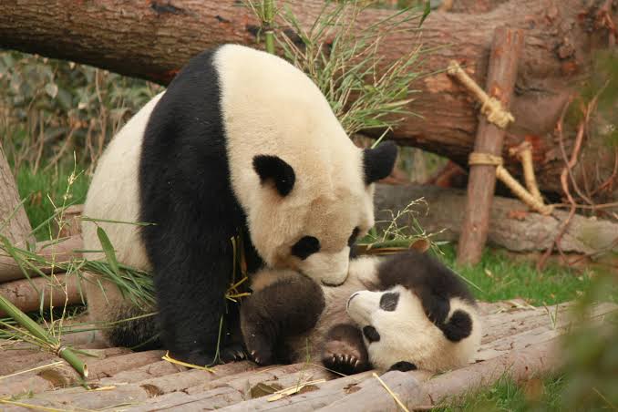 What Is Panda Parenting? The Gentle Approach That Builds Independent Children