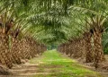 Central Sulawesi Launches Multi-Stakeholder Forum to Advance Sustainable Palm Oil