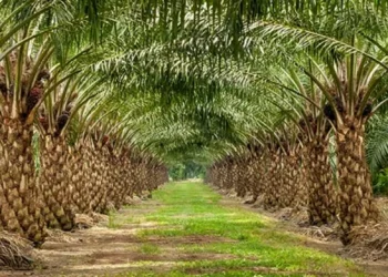 Central Sulawesi Launches Multi-Stakeholder Forum to Advance Sustainable Palm Oil