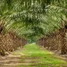 Central Sulawesi Launches Multi-Stakeholder Forum to Advance Sustainable Palm Oil