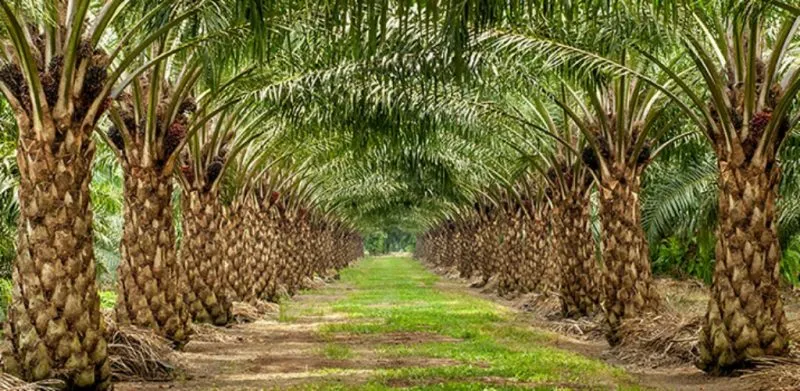 Central Sulawesi Launches Multi-Stakeholder Forum to Advance Sustainable Palm Oil