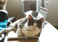 Why Your Cat Always Sleeps on Your Laptop