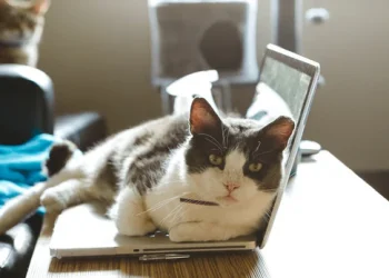 Why Your Cat Always Sleeps on Your Laptop