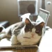 Why Your Cat Always Sleeps on Your Laptop