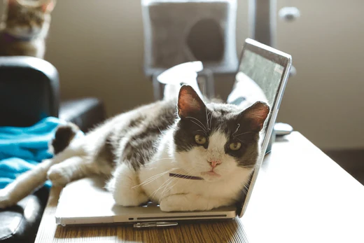 Why Your Cat Always Sleeps on Your Laptop