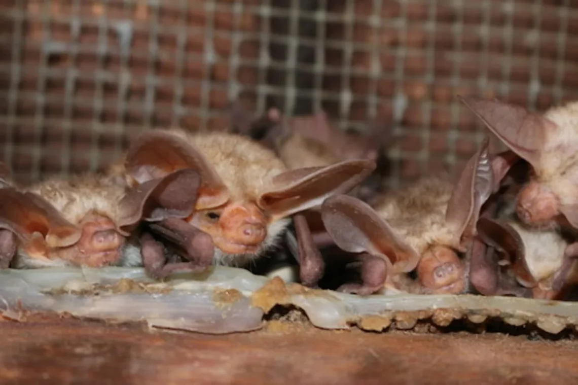 White Sands National Park Searches for Teen Who Handled Dead Bat