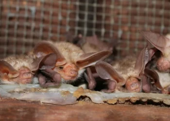 White Sands National Park Searches for Teen Who Handled Dead Bat