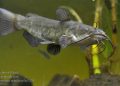 Scientists Discover First Contagious Cancer in Catfish