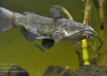 Scientists Discover First Contagious Cancer in Catfish