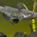 Scientists Discover First Contagious Cancer in Catfish