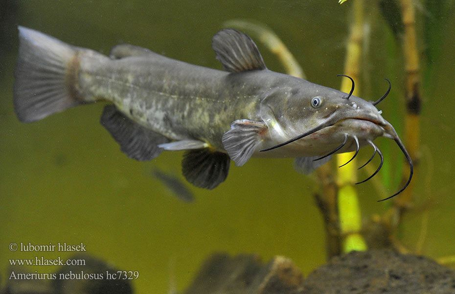 Scientists Discover First Contagious Cancer in Catfish