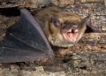 Canadian Boy Dies of Rabies After Bat Rested on His Face Without Visible Bite