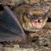 Canadian Boy Dies of Rabies After Bat Rested on His Face Without Visible Bite