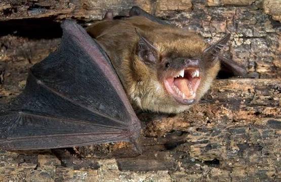 Canadian Boy Dies of Rabies After Bat Rested on His Face Without Visible Bite