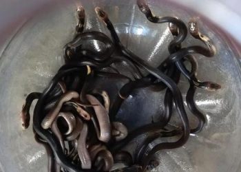 18 Baby Cobras Emerge from House Floor After Firefighters Pour Gasoline into Nest