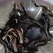18 Baby Cobras Emerge from House Floor After Firefighters Pour Gasoline into Nest