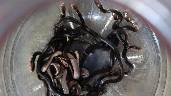18 Baby Cobras Emerge from House Floor After Firefighters Pour Gasoline into Nest