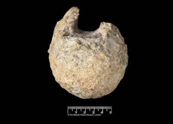 Scientists Identify First Dinosaur Fossil Ever Found in Antarctica After Decades in Storage