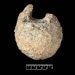 Scientists Identify First Dinosaur Fossil Ever Found in Antarctica After Decades in Storage
