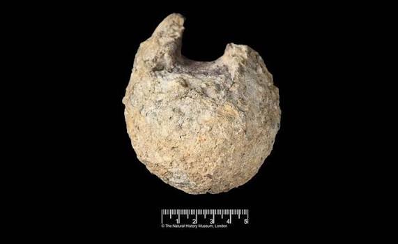 Scientists Identify First Dinosaur Fossil Ever Found in Antarctica After Decades in Storage