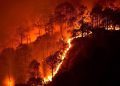Riau Police Name 40 Suspects in 37 Forest Fire Cases