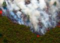 Burned Forest Land in Riau Allegedly Targeted for Palm Oil Plantation