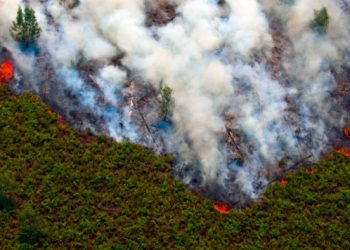 Burned Forest Land in Riau Allegedly Targeted for Palm Oil Plantation