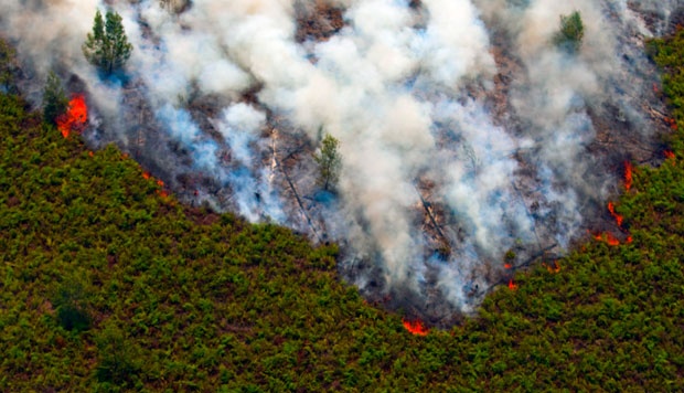 Burned Forest Land in Riau Allegedly Targeted for Palm Oil Plantation