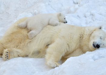 Photo: AdobeStock