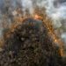 Indonesia’s Forest Fire Carbon Emissions Surge 429% Above Seasonal Average