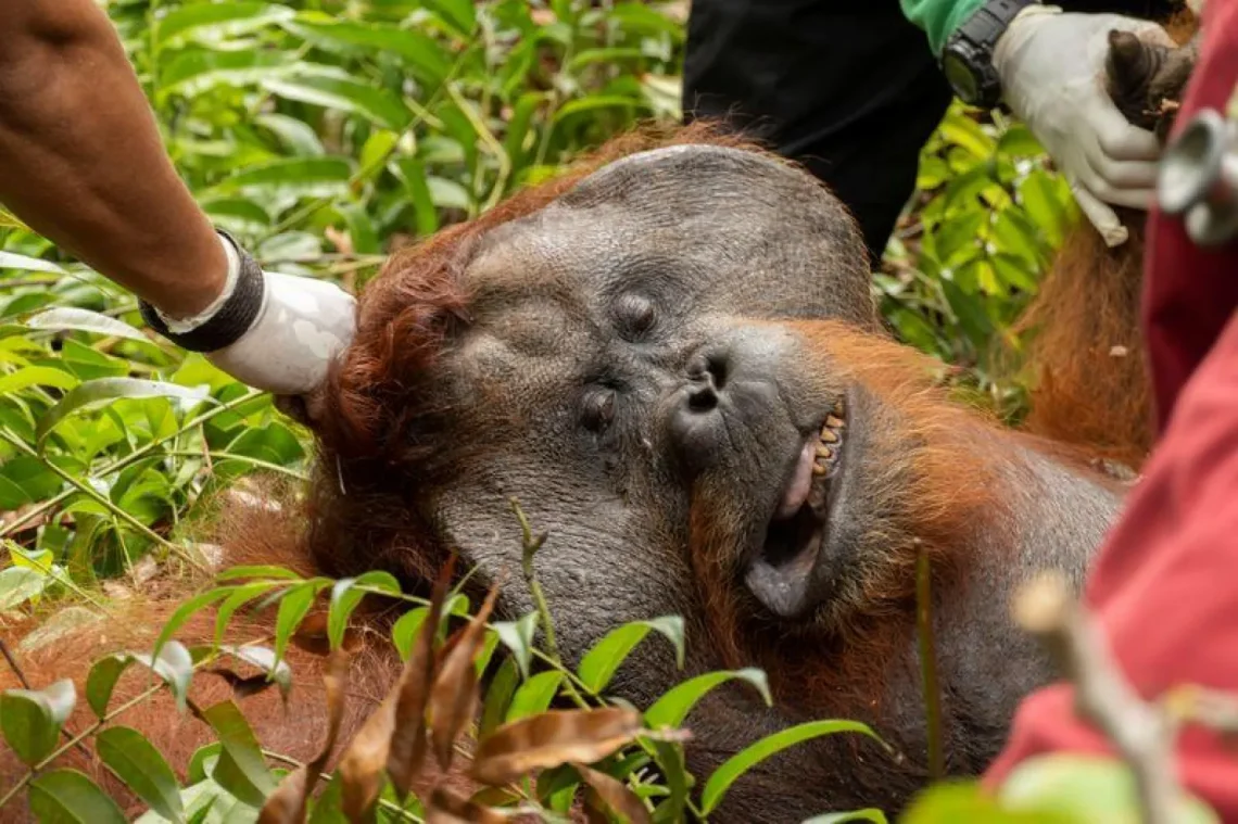 Courtesy of International Animal Rescue (IAR) Indonesia/Indonesia's Environment and Forestry Ministry (KLHK)/Rudiansyah/Handout via REUTERS