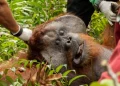 Courtesy of International Animal Rescue (IAR) Indonesia/Indonesia's Environment and Forestry Ministry (KLHK)/Rudiansyah/Handout via REUTERS