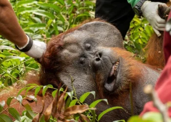 Courtesy of International Animal Rescue (IAR) Indonesia/Indonesia's Environment and Forestry Ministry (KLHK)/Rudiansyah/Handout via REUTERS