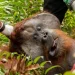 Courtesy of International Animal Rescue (IAR) Indonesia/Indonesia's Environment and Forestry Ministry (KLHK)/Rudiansyah/Handout via REUTERS